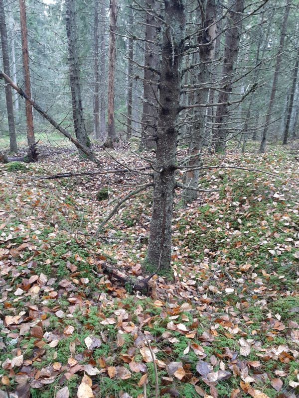 Kohteen kuva